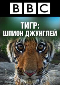 Тигр – Шпион джунглей